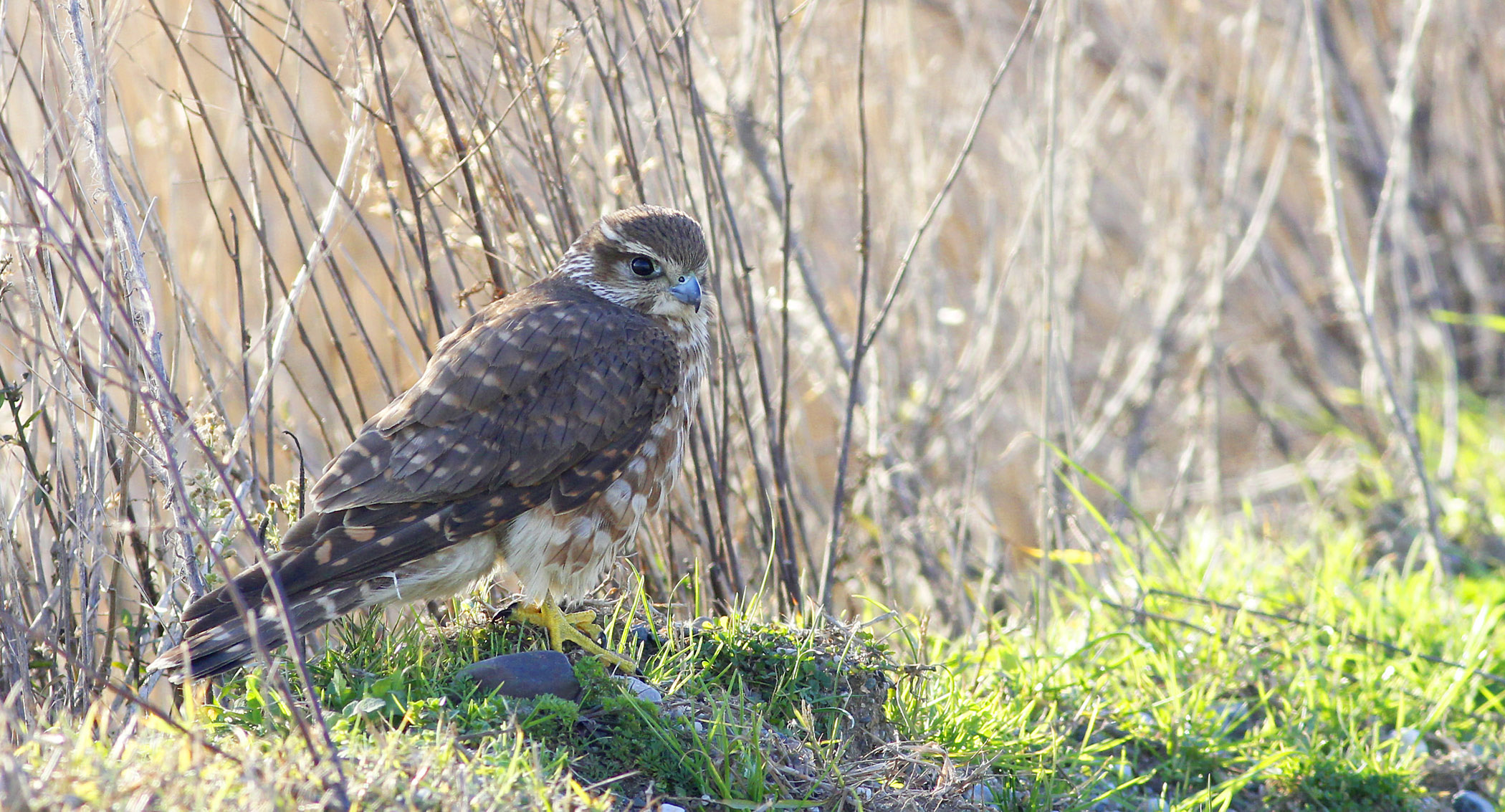 Merlin